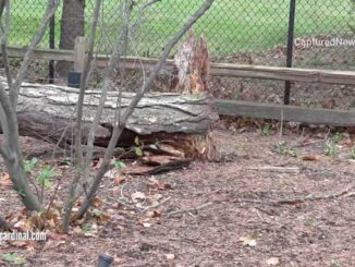Tree trunk broken in high winds in Arlington Heights on Sunday, November 15, 2020