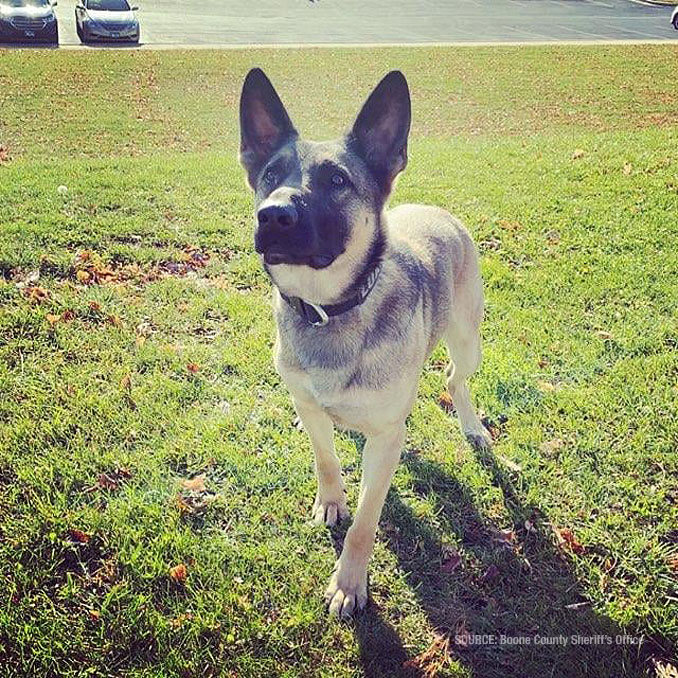 K-9 Loki (SOURCE: Boone County Sheriff's Office)