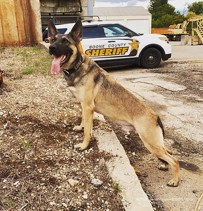 K-9 Loki (SOURCE: Boone County Sheriff's Office)