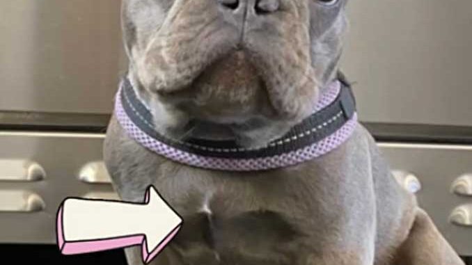 Chloe French Bull Dog San Francisco Chloe French Bull Dog San Francisco
