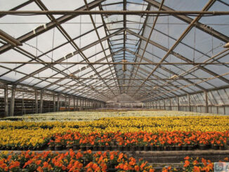 Flowers in commercial greenhouse