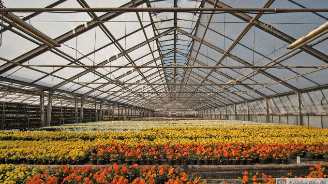 Flowers in commercial greenhouse