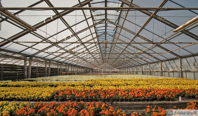Flowers in commercial greenhouse