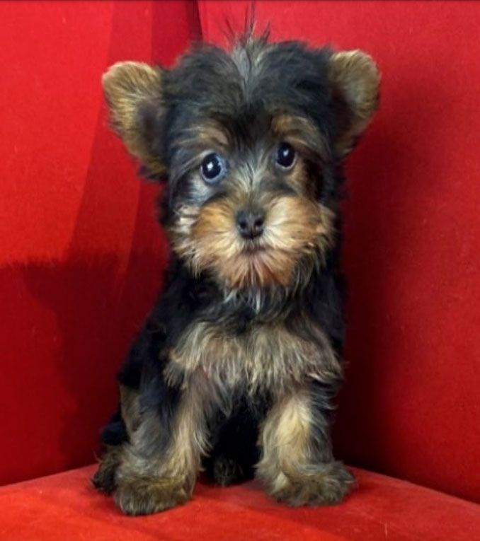 Stolen Yorkshire Terrier during commercial burglary of puppy store in Arlington Heights (SOURCE: Arlington Heights Police Department)