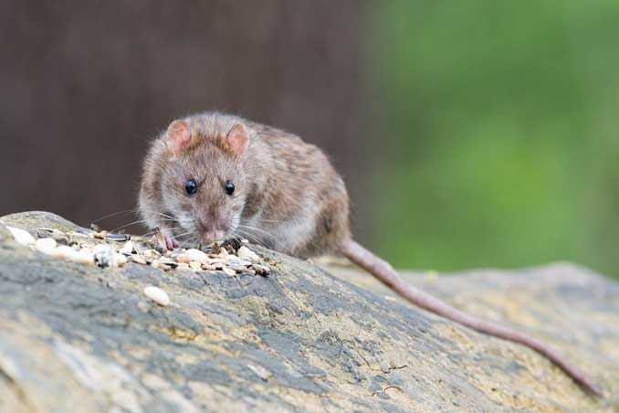 Brown Rat (SOURCE: Wolfgang Vogt)