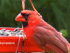 Cardinal at bird feeder eating black oil sunflower seeds