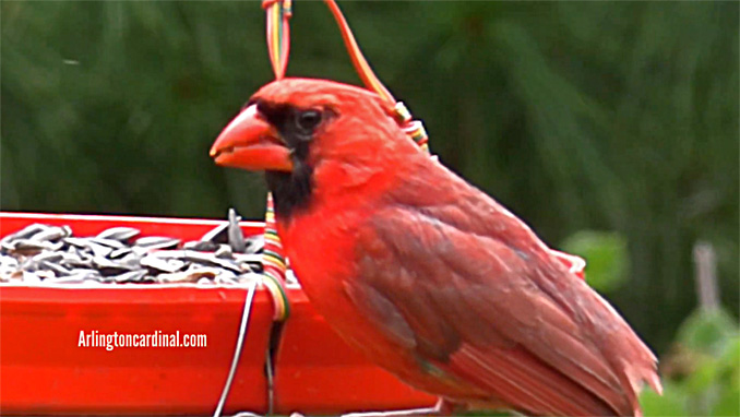 Cardinal at bird feeder eating black oil sunflower seeds