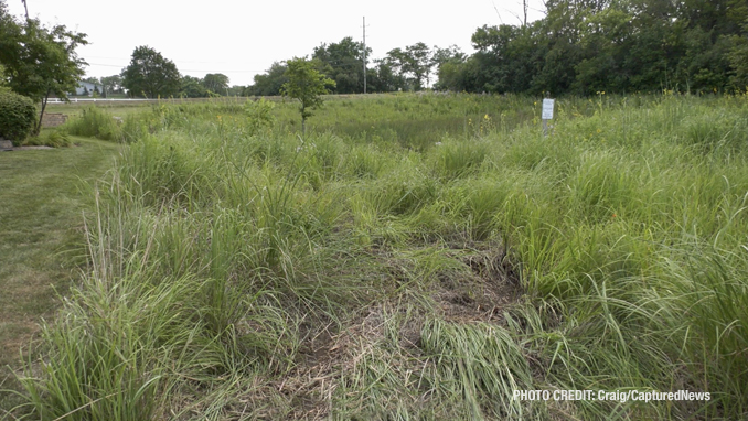 Offender's Chevrolet Silverado path into a backyard marsh after he was captured in the Grand Dominion by Del Webb community following a pursuit that started in Wauconda (SOURCE: Craig/CapturedNews)