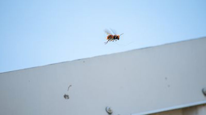 Asian Giant Hornet flying with bent tracker wire antenna (SOURCE: Wasington State Department of Agriculture)