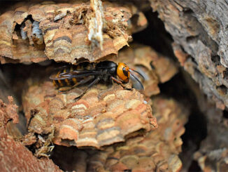 Asian Giant Hornet Queen August 2021 (SOURCE: Washington State Department of Agriculture)