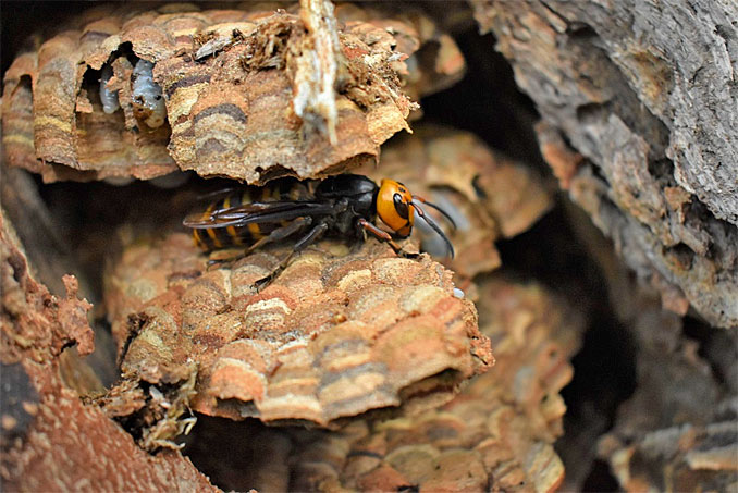 Asian Giant Hornet Queen August 2021 (SOURCE: Washington State Department of Agriculture)