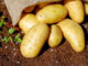 Potatoes with burlap (Image by Couleur from Pixabay)