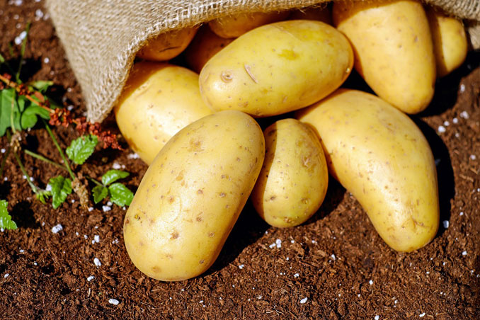 Potatoes with burlap (Image by <a href="https://pixabay.com/users/couleur-1195798/?utm_source=link-attribution&utm_medium=referral&utm_campaign=image&utm_content=1585075">Couleur</a> from <a href="https://pixabay.com/?utm_source=link-attribution&utm_medium=referral&utm_campaign=image&utm_content=1585075">Pixabay</a>)