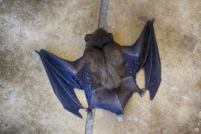 Bat on the floor with wings out