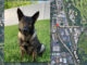 K-9 Dax Route 41 and Route 176 (SOURCE: Lake County Sheriff's Office and Google Maps: Imagery ©2021 Google, Imagery ©2021 Google, Imagery ©2021 Maxar Technologies, U.S. Geological Survey,USDA Farm Service Agency, Map data ©2021)