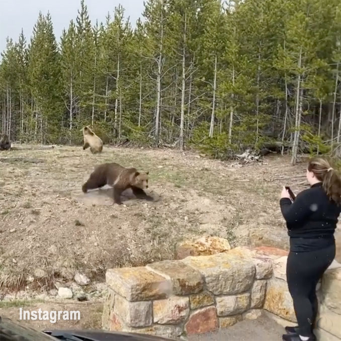 Grizzly bear encounter  video captured at Yellowstone on May 10, 2021 and posted on Instagram (SOURCE: @darcie_addington)