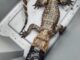 Alligator temporarily in care of West Springfield Animal Control (Facebook)