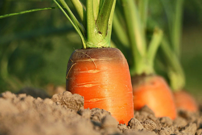 Carrots in the ground (PHOTO CREDIT: klimkin / pixabay)