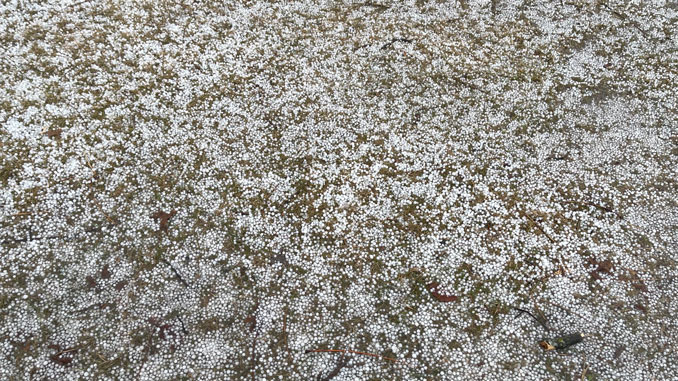 Hail in the grass looks like graupel at first glance