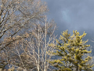 Clouds took on a Spring character on Friday afternoon, February 11, 2022
