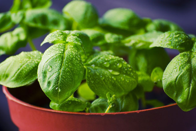 Basil with dew grown in a pot (tookapic/pixabay)