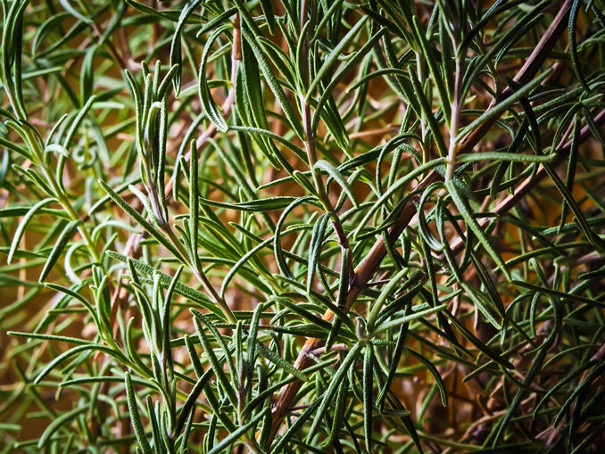 Rosemary (pixabay)