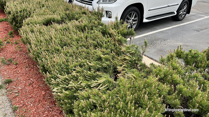 Damaged shrubs where an offender drove off the parking lot at Arlington Nissan on Dundee Road in Arlington Heights