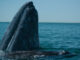Gray whale (PHOTO CREDIT: José Eugenio Gómez Rodríguez/CC BY 3.0).
