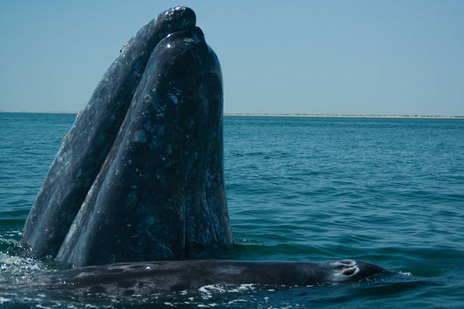 Gray whale (PHOTO CREDIT: José Eugenio Gómez Rodríguez/CC BY 3.0).