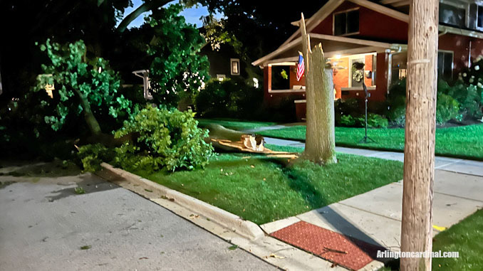 A tree severed at the trunk at the southwest corner of Douglas Avenue and St James Street in Arlington Heights.