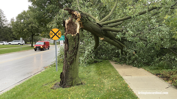 A tree severed at the trunk on Ridge Avenue north of Miner Street in Arlington Heights