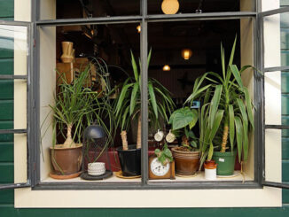 House plants in window