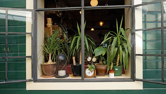 House plants in window