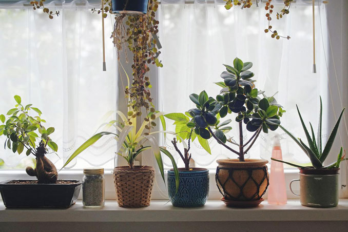 Indoor plants and flowers at the window