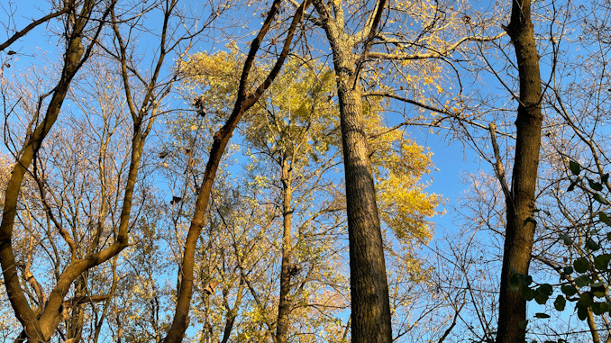 Trees above the campsite where a homeless man was found dead in Arlington Heights on Saturday, October 29, 2022.