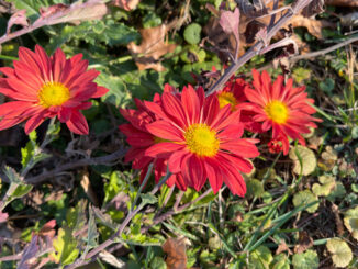 Mums like these will need protection from cold temperatures after a record high 76°F on Thursday, November 10, 2022.