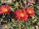 Mums like these will need protection from cold temperatures after a record high 76°F on Thursday, November 10, 2022.