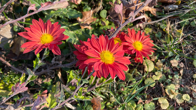 Mums like these will need protection from cold temperatures after a record high 76°F on Thursday, November 10, 2022.