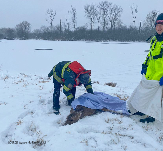 Deer rescued by Wauconda Fire District on Saturday, January 28, 2023 (SOURCE: Wauconda Fire District)