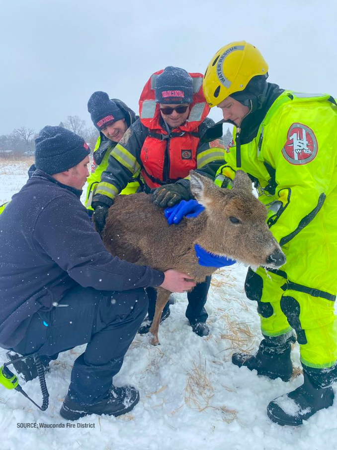 Deer rescued by Wauconda Fire District on Saturday, January 28, 2023 (SOURCE: Wauconda Fire District)