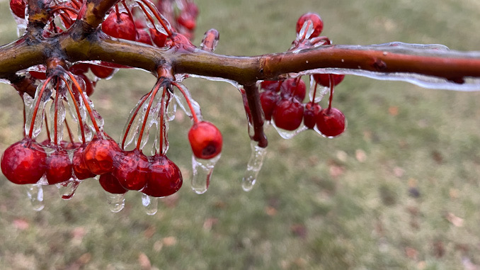 Ice coating on branches and berries on a parkway tree about 4:15 p.m. Wednesday, February 22, 2023