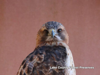 Lake County Forest Preserves "Education Ambassador" Hawk (Lake County Forest Preserves)