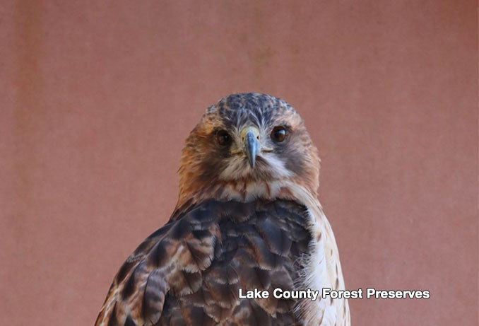 Lake County Forest Preserves "Education Ambassador" Hawk (Lake County Forest Preserves)