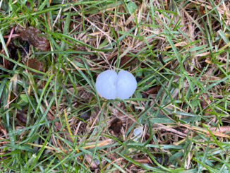 A double hail piece about three-quarter inch wide in Arlington Heights, Illinois