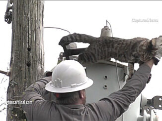 ComEd crew rescuing a cat that wouldn't come down from atop a pole transformer on Campbell Street in Rolling Meadows