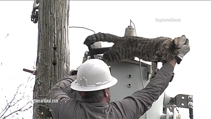 ComEd crew rescuing a cat that wouldn't come down from atop a pole transformer on Campbell Street in Rolling Meadows