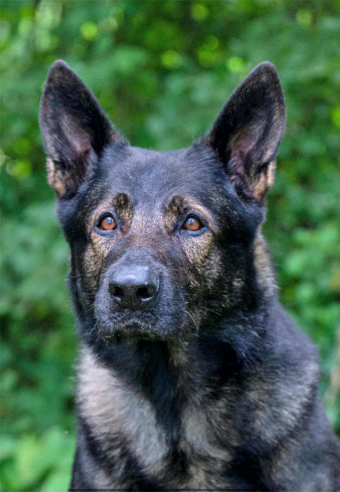 K-9 Dax (SOURCE: Lake County Sheriff's Office)