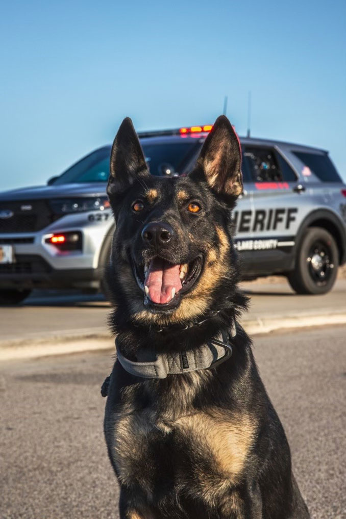 K9 Drako Lake County Sheriff's Office (SOURCE: Lake County Sheriff's Office)