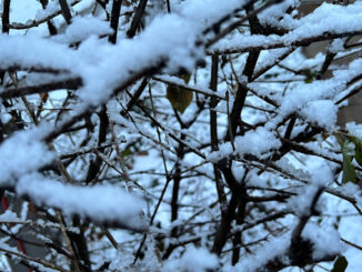 Snowfall in Arlington Heights, northwest Cook County, early Tuesday morning, December 5, 2023