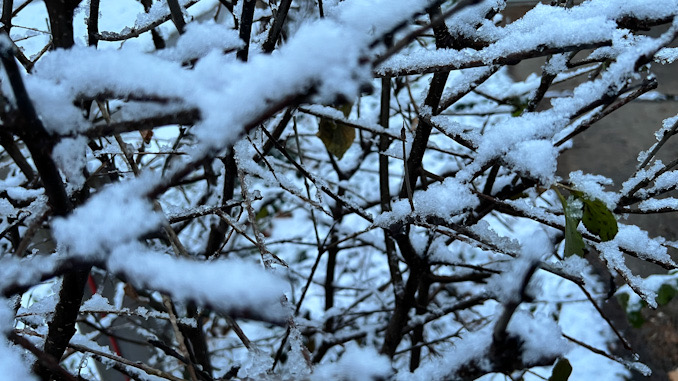 Snowfall in Arlington Heights, northwest Cook County, early Tuesday morning, December 5, 2023